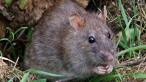 Combine a global pandemic and a warm winter and you get … rats? | CBC News Bacolod City, Roof Rats, Rattus Rattus, Norway Rat, Rat Poison, Rodent Control, Bacolod, Flea Prevention, Bees And Wasps