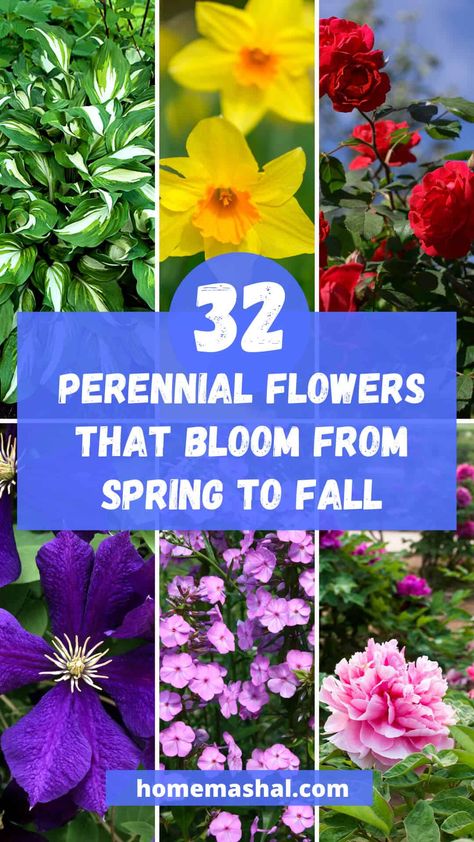 32 Perennial Flowers That Bloom From Spring To Fall Perennials That Bloom Spring To Fall, Black Eyed Susan Landscaping, Best Flowers For Front Of House, Fall Planting Perennials, Perrenial Flowers, Best Perennials For Shade, Fall Landscaping, Spring Perennials, Perennial Garden Plans