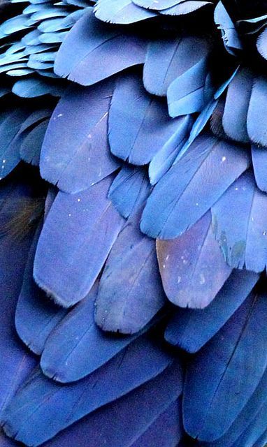 celiabasto: 100% ART Behind Blue Eyes, Azul Indigo, Jolie Photo, Feeling Blue, Love Blue, Color Textures, Something Blue, Blue Aesthetic, Indigo Blue