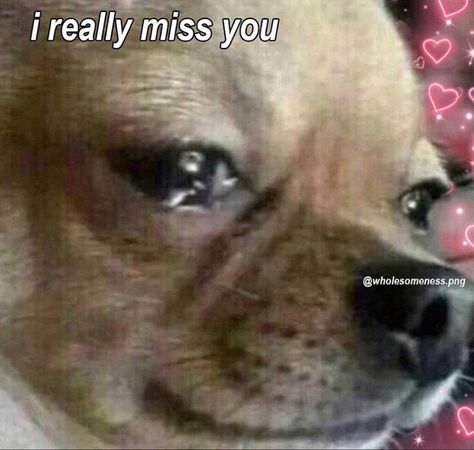 Thank You Mood Pics, I Miss You Reaction Pic, I Miss You Memes, Cat Moods, Missing You Memes, I Miss You Meme, I Miss My Boyfriend, Flirty Memes, Heart Stuff