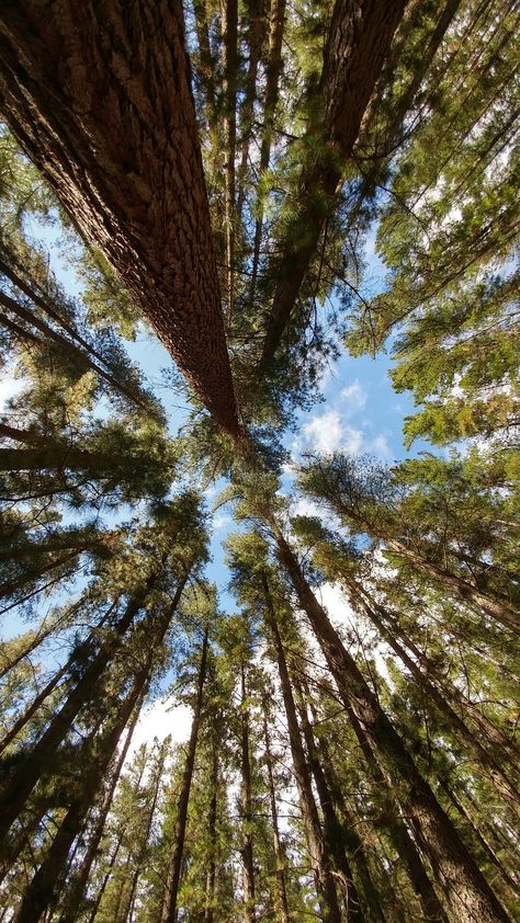 Old Pine Forest Pine Forest Ooty Photography, Pine Tree Phone Wallpaper, Vagamon Pine Forest, Forest Trees Aesthetic, Pine Forest Ooty, Forest Asthetics Photos, Pohon Cemara Aesthetic, Pine Aesthetics, Vagamon Photography