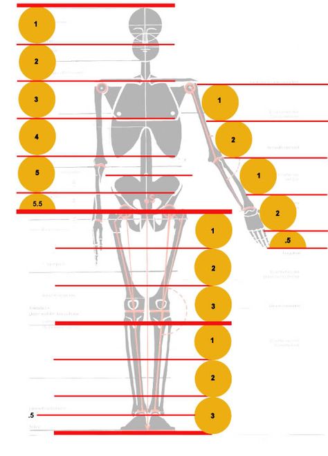 Greek formula for balance and proportions >> proportion online quizzes || proportioning valve ... Robert Beverly Hale Proportions, Human Anatomy Reference, Male Figure Drawing, Anatomy References, Concept Art Tutorial, Human Body Anatomy, Human Anatomy Drawing, 3d Cnc, Human Figure Drawing