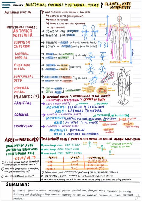 Anatomy and Physiology Notes Body Directions Anatomy, Anatomy Terminology Notes, Human Anatomy And Physiology Chapter 1 Notes, Medical Science Notes, Anatomy And Physiology Binder Cover Printable, Cornell Notes Anatomy And Physiology, College Anatomy And Physiology, Anatomy And Physiology Cells Notes, Medical Terminology Study Tips