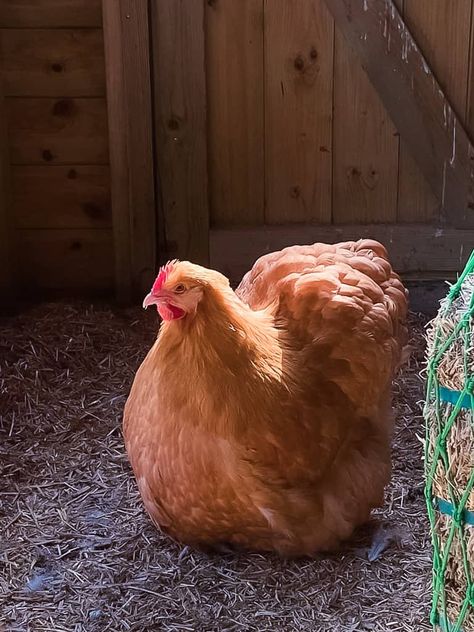 a beautiful and fluffy buff orpington hen in her coop Buff Orpington Rooster, Buff Orpington Hen, Buff Orpington Chickens, Olive Egger, Heritage Chickens, Buff Orpington, Painting Animals, Chicken Treats, Speckled Eggs