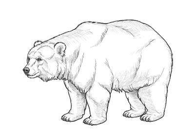 Bear Drawing Realistic, How To Draw A Bear, Black Bear Drawing, Mammals Drawing, Draw Bear, Grizzly Bear Drawing, Draw A Bear, Urs Polar, Bear Sketch