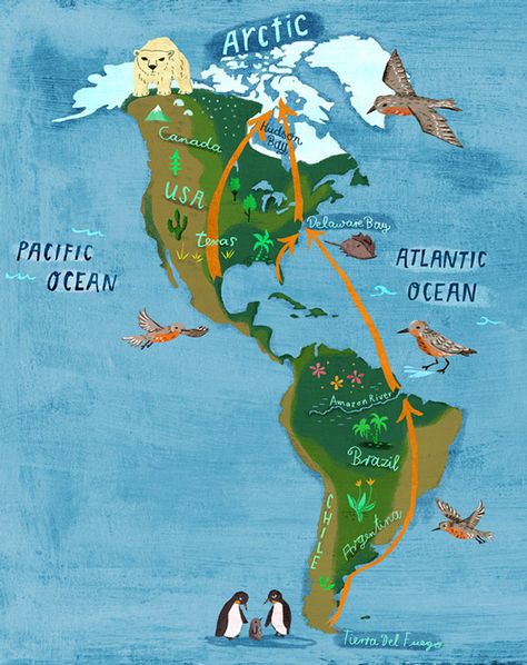 Americas map illustration for Wellesley magazine on the Red Knot migration route to the Arctic.- Christiane Engel America Map Illustration, Travel Map Illustration, Map Infographic, Good Illustration, Illustrated Maps, Gouache Color, Road Trip Places, Map World, Map Illustration