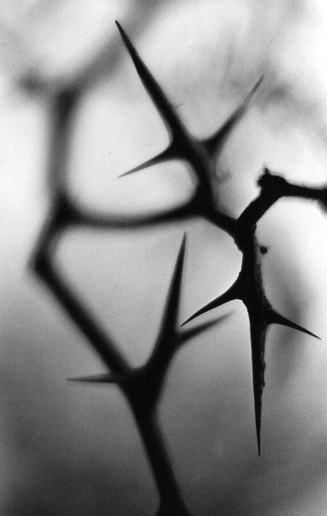 thorns - Bing Images Yennefer Of Vengerberg, Ange Demon, Photo D Art, Black And White Photograph, Crown Of Thorns, Black And White Photo, White Photo, Writing Inspiration, Yin Yang