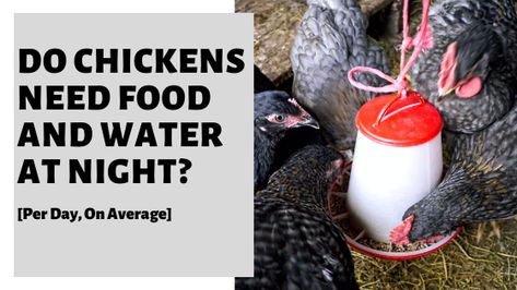 Food And Water Inside Chicken Coop, How To Get Chickens In Coop At Night, Chicken Hacks, Inside Chicken Coop, Water At Night, Training Chickens, Oregano Chicken, Chicken Roost, Chicken Coop Garden