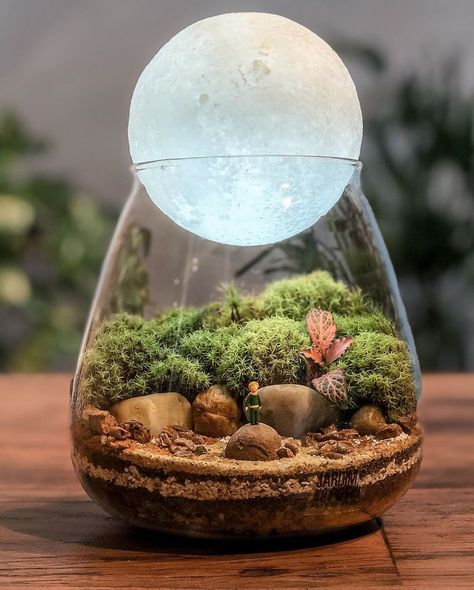 Plants In Glass Containers, Harry Potter Terrarium, Tiny Ecosystem, Plant In Glass Jar, Ecosystem In A Jar, Micro Plants, Ecosystem In A Bottle, Plants In Glass Jars, Self Sustaining Terrarium