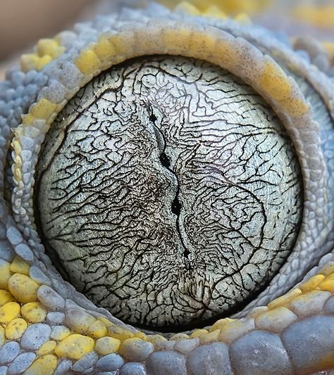 World Eye Reptiles And Amphibians, Tokay Gecko, Reptile Eye, Foto Macro, Animal Eyes, Photos Of Eyes, Golden Eyes, Gray Owl, Eye Photography