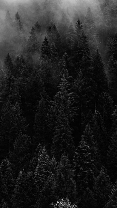 Cool Cartoon Drawings, Wallpaper Forest, Dark Naturalism, Dark Forest Aesthetic, Dark Black Wallpaper, Dark Background Wallpaper, Nature Iphone Wallpaper, Best Nature Wallpapers, Gothic Wallpaper