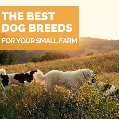 Small Backyard Farm, Farm Dogs Breeds, Farm Backyard, Best Farm Dogs, Dog Farm, Backyard Farm, Livestock Guardian Dog, Dog Breeds Medium, Livestock Guardian