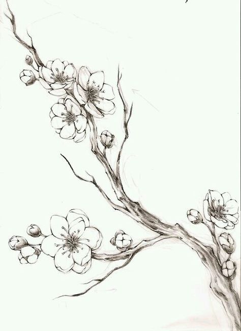 Cherry blossom branch Simple Tree Tattoo, Tree Branch Tattoo, Cherry Blossom Drawing, Cherry Blossom Tree Tattoo, Tree Drawing Simple, Blossom Tree Tattoo, Branch Drawing, Flores Tattoo, Branch Tattoo