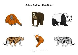 View Preview Montessori, Art And Illustration, Asian Animals Preschool, Primary Classroom Displays, Asian Animals, Animal Activities, Free Teaching Resources, Primary Classroom, Classroom Displays