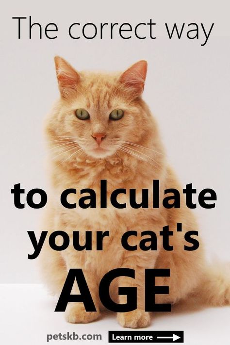 How to Convert Cat Years to Human Years by petskb.com - Discover why multiplying by 7 is not the best way to calculate your cat's human age. See our comprehensive charts to help you age your cat according to its life stage and lifestyle  #catshumanage #catcare #catguide Cat Years Chart, Cat Age Chart, Kitten Tips, Cat Behavior Facts, Dogs Paws, Cat Diseases, Pet Diy, Cat Crying, Cat Biting