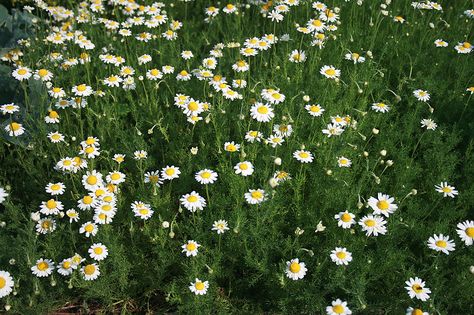 Roman Chamomile - Advice From The Herb Lady Chamomile Lawn, Chamomile Plant, Calming Tea, Salvia Sclarea, Flower Water, Roman Chamomile, English Heritage, Plant Spacing, Flower Spike