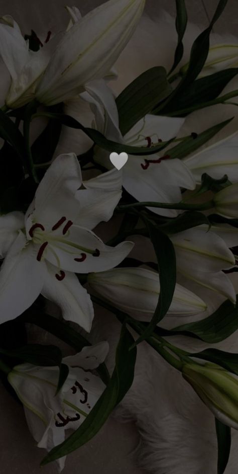 Aesthetic Dark Flowers, White Lily Flower Aesthetic, Flower Aesthetic Dark, Lily Flower Aesthetic, Flower Aesthetic White, Iphone Wallpaper Elegant, Cute Background Pictures, Carcase Iphone, White Lily Flower