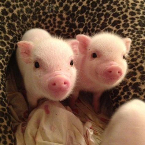 24 Delightful Piglets That Bring Home the Bacon Teacup Pigs, Mini Pig, Teacup Piglets, Teacup Pig, Cele Mai Drăguțe Animale, 디즈니 캐릭터, Mini Pigs, Cute Piggies