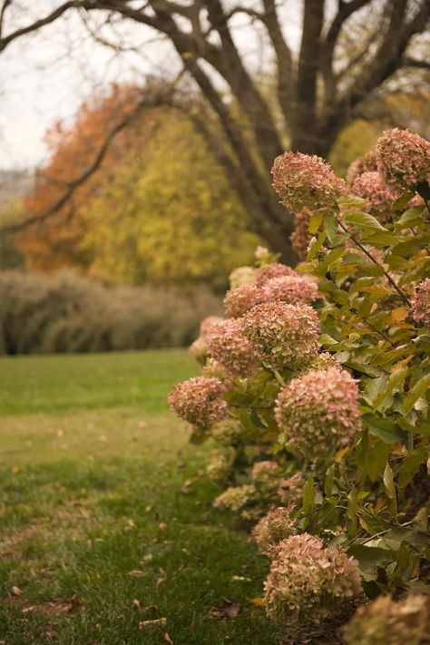 French Hydrangea, Big Leaf Hydrangea, Hydrangea Landscaping, Bigleaf Hydrangea, Smooth Hydrangea, Fall Hydrangea, Panicle Hydrangea, Hydrangea Bloom, Oakleaf Hydrangea