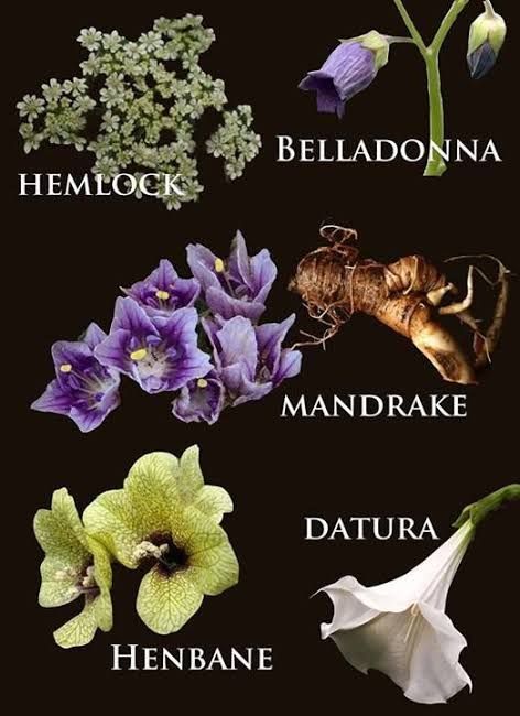 Medicinal Plants, Poison Garden, Goth Garden, Gothic Garden, Witch Garden, Magical Herbs, Poisonous Plants, Green Witch, Planting Herbs