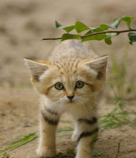 Sand Cat Aesthetic, Wild Cat Aesthetic, Sand Cats, Baby Animals Cute, Desert Cat, Small Wild Cats, Sand Cat, Wild Animals Photography, Animals Cute