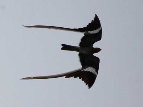 Pennant-winged Nightjar - eBird Tumblr, Nature, Disney World Rides, Animal Study, Bird Pictures, Cute Creatures, Bird Species, Exotic Pets, Creature Design