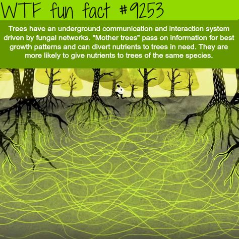 how tree communicate wtf fun facts Random Facts, Tree Communication, Tree Facts, Nature Facts, Alternative Energie, Wow Facts, Unbelievable Facts, We Are The World, Science Facts