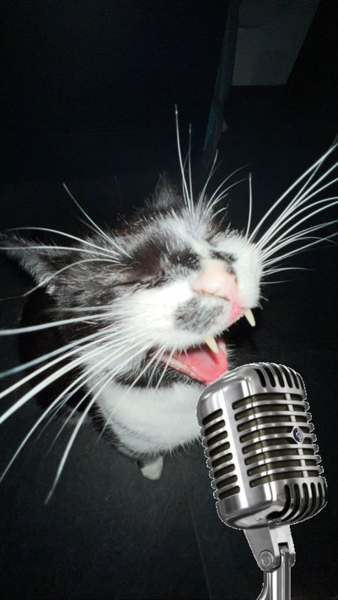 cat singing passionately into a microphone. Spotify Icons, Cat References, Haiwan Comel, Funny Looking Cats, Funny Cat Faces, Koci Humor, Boys Home, Cats Pictures, Spotify Covers