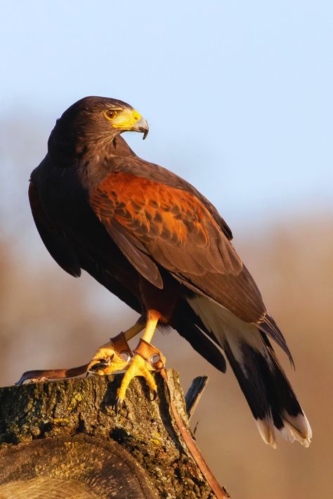 17 Beautiful Arizona Birds | Harris’s Hawk Hawk Bird Photography, Cool Animal Photography, Mule Photography, Hawks Bird, Hawk Photography, Arizona Birds, Brown Animals, Hawk Pictures, Wild Birds Photography