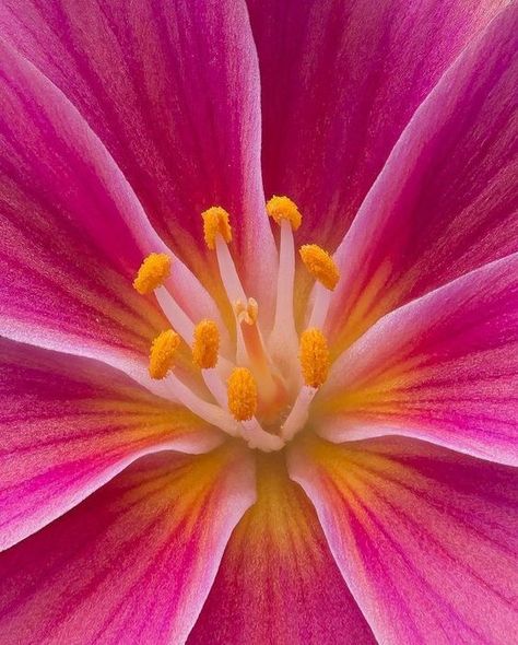 "We blossom under praise like flowers in sun and dew; we open, we reach, we grow." ~Gerhard E Frost Close Up Of Flowers, Flowers Close Up, Upclose Flower, Lewisia Flower, Close Up Flowers Photography, Close Up Reference, Beautiful Images Of Flowers, Botanical Garden Photography, Lewisia Cotyledon