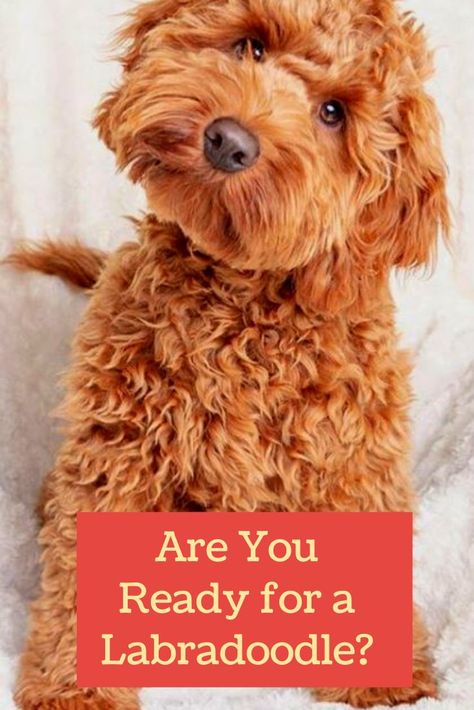 Australian Labradoodle Haircut Style, Labordoodle Puppy, Labradoodle Full Grown, Labradoodle Haircut Style, Labradoodle Vs Goldendoodle, Miniature Labradoodle, Labradoodle Haircut, F1b Labradoodle, Mini Labradoodle Puppy