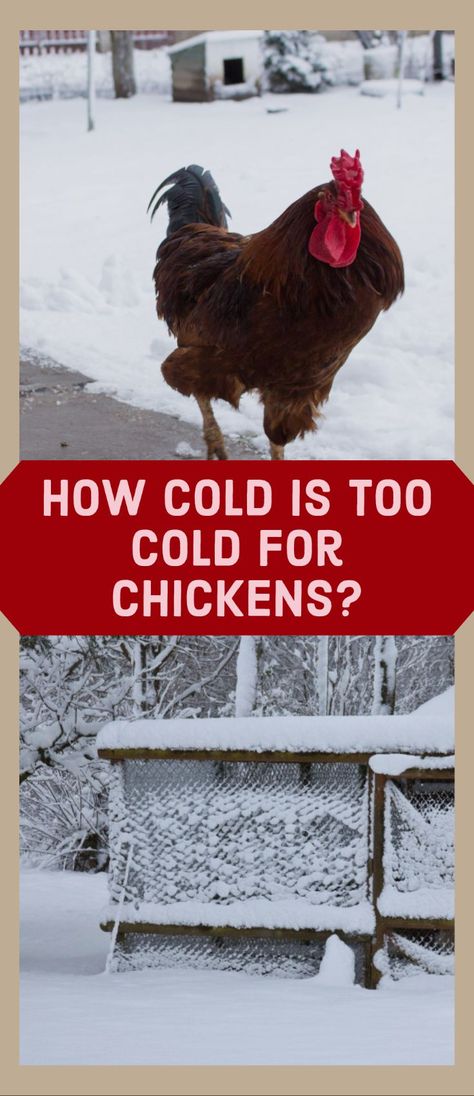 “What temperature is too cold for chickens?“, “What is the coldest temperature chickens can survive in?“, “What should you do to keep your chickens warm this winter?” These are just some of the questions that many new chicken owners in colder climates ask themselves. New Chicken Owners, What To Feed Chickens In The Winter, Winterized Chicken Run, Chickens In Winter Cold Weather, Cold Climate Chicken Coop, Winter Coop For Chickens, Chicken Coops For Cold Climates, Chicken Winter Care, Chicken Coop For Cold Climates