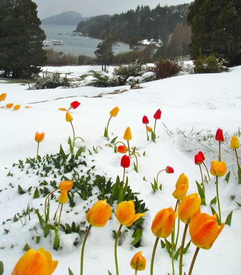 tulips in snow | It's spring down here. At least, we think it is! It's hard to tell. Amazing Nature, Matka Natura, Belle Nature, Winter Beauty, Winter Scenes, Wall Street, Park City, Love Flowers, Nature Beauty