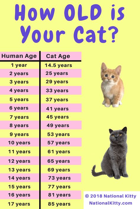 How old is your cat in cat years? Convert your cat's age from human years to cat years. This chart will help you! How Old Is My Cat In Human Years, Cat Years To Human Years, Cat Ages In Human Years, How Old Is My Cat, Cat Years Chart, Cat Chart, Cat Age Chart, Cat Age, Fun Facts About Cats