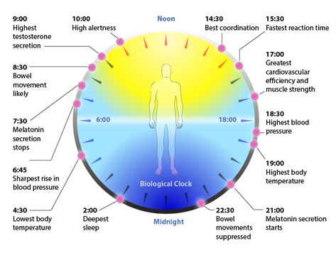 The New Science of Sleep-Wake Cycles (and How to Improve Yours!) ~ The Paleo Mom Naturopathy, The Paleo Mom, Biological Clock, Paleo Mom, Body Clock, Survival Life Hacks, Sleeping Habits, Circadian Rhythm, Body Treatments