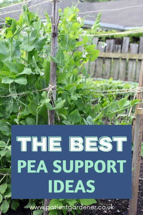 pea support ideas Pea Support Ideas, Peas Trellis, Snap Pea Trellis, Outdoor Trellis Ideas, Vegetable Trellis, Bean Trellis, Simple Trellis, Spring Vegetable Garden, Pea Trellis