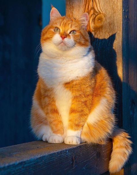 #catoftheday #pets #kittens #gato #animalsCats are the most beautiful animals 17 of the most beautiful cat breeds in the world Holding Cat, Love Kittens, Söt Katt, Cat Pose, Most Beautiful Animals, Most Beautiful Cat Breeds, Beautiful Cat Breeds, Kitten Love, Pet Animals