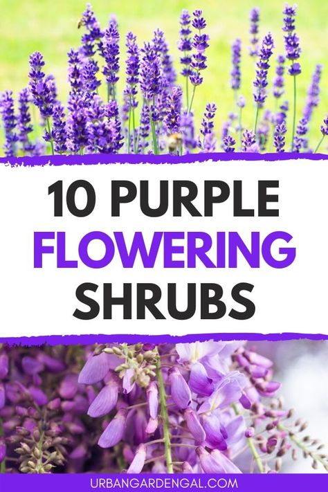 Purple flowering shrubs are great for adding color to a garden. Here are 10 beautiful shrubs with purple flowers to plant in your backyard. #shrubs #flowergarden #flowers Purple Shrubs Front Yards, Purple Flowering Shrubs, Purple Flower Bush, Purple Perrenial Flowers, Backyard Shrubs, Small Flowering Shrubs, Purple Shrubs, Perrenial Flowers, Tall Purple Flowers