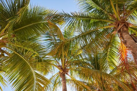 Sun leaking through the palm leaves. Tropical Facebook Cover Photos, Tropical Macbook Wallpaper, Hawaii Macbook Wallpaper, Beach Computer Background, Tropical Wallpaper Laptop, Tropical Laptop Wallpaper, Macbook Beach Wallpaper, Hawaii Laptop Wallpaper, Summer Ipad Wallpaper Horizontal