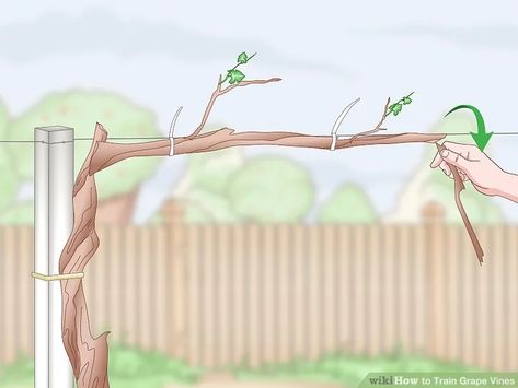 3 Easy Ways to Train Grape Vines - wikiHow How To Plant Grape Vines, Planting Grapes How To Grow, Grape Support, Grape Vine Pruning, Grape Growing Trellis, Backyard Vineyard, Grape Vine Plant, Grapes Growing, Grape Vine Trellis