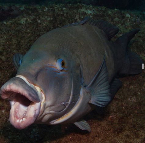 Nature, Funny Fish Pics, Funny Fish Pictures, Fish With Big Lips, Fish Meme, Silly Fish, Scary Fish, Fish Lips, Ugly Fish