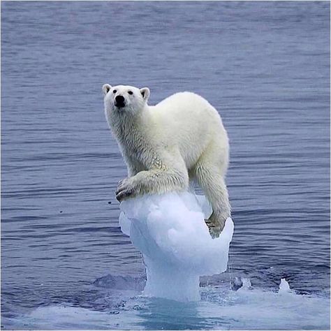 More than meets the eye: a longitudinal analysis of climate change imagery in the print media | SpringerLink Animal Kingdom, Urs Polar, 웃긴 사진, Animal Photo, 귀여운 동물, Beautiful Creatures, Polar Bear, Animals Beautiful