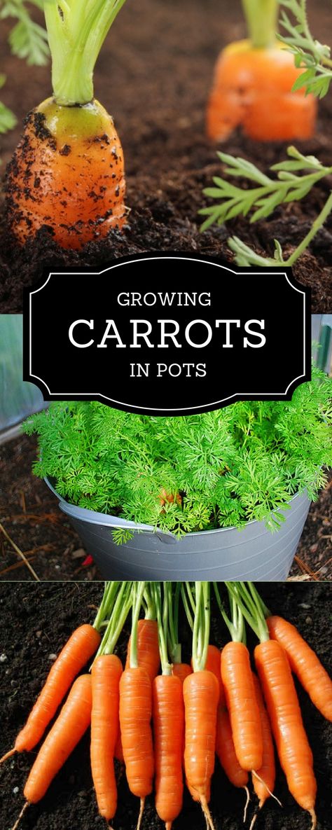 Haarlem, Indoor Carrot Growing, Growing Plants In Pots, How To Regrow Carrots, Carrot Planter Ideas, Planting Carrots From Scraps, Carrots In Garden, How To Plant Carrots In Containers, How To Grow Carrots In A Pot