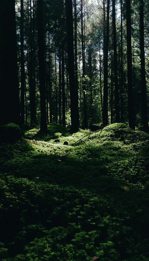 Nature, Evergreen Forest Aesthetic, Green Witch Aesthetic, Nordic Forest, Dark Forest Aesthetic, Dark Green Wallpaper, Emerald Forest, Green Scenery, Forest Light