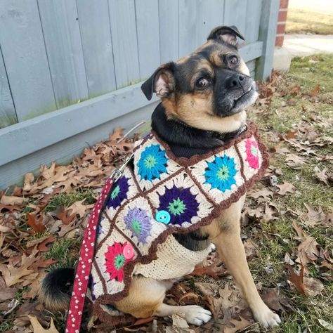 The Willow Granny Square Dog Coat: Pattern with Video Tutorial | Craftopia Collective Crochet Pet Patterns, Crochet For Pets, Willow Granny Square, Granny Square Dog, Crochet Dog Sweaters, Dog Coat Pattern, Crochet Dog Sweater, Coat Pattern, Dog Coat