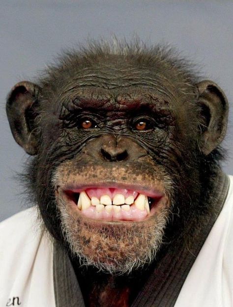 . Big Nose Monkey, Animal Emotions, Angry Monkey, Monkey Smiling, Excited Animals, Smiling Animals, Empowering Parents, Cheeky Monkey, Clowns Funny