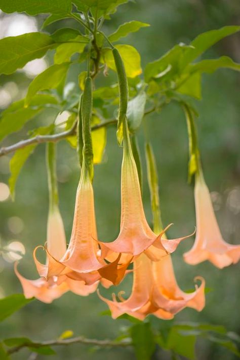 silvaris: Angel’s Trumpet by Edel Mohr - Chronicles of a Love Affair with Nature Angles Trumpet Flower, Angels Trumpet Flower, Angel Trumpet Flower, Angel Trumpet Plant, Angels Trumpet, Angel's Trumpet, Trumpet Flowers, نباتات منزلية, Angel Trumpet