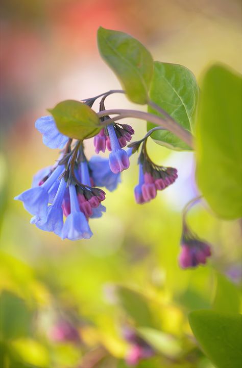 Nature, Virginia Bluebells Drawing, Bluebell Flower Aesthetic, Virginia Bluebell Tattoo, Bluebell Painting, Bluebell Tattoo, English Bluebells, Flower Reference, Virginia Bluebells