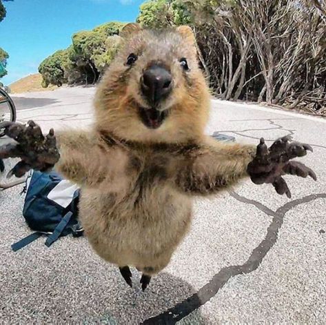 15 Photos That Prove Quokkas Are the Happiest Animals in the World | BlazePress Quokka Animal, Cute Hug, Australian Animals, Quarter Horse, Cute Animal Photos, Happy Animals, Animals Of The World, Cute Creatures, Sweet Animals