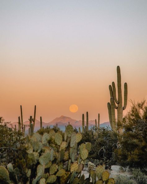 Austin Texas Photoshoot, Avatar Film, Arizona Aesthetic, Desert Pictures, Desert Party, Desert Aesthetic, All The Bright Places, Western Desert, Desert Photography